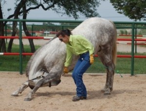 The Obeisance is a great gymnasitc exercise that builds strength and agility. We teach this trick before teaching the Bow so the horse can develop balance as he learns to lower his body.