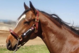 Fly Armor™ Introduced to Kentucky Thoroughbred Farm Managers Club 