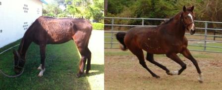 Ex-Racehorses Need Second Chance at Life!