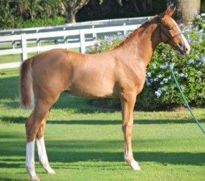 Everglades Dressage Filly Takes Top Honors at Hasslers Breeder Challenge Sweepstakes