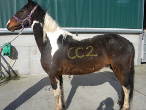 Emaciated horses go from strength to strength and are ready to be rehomed from Penny Farm in Blackpool