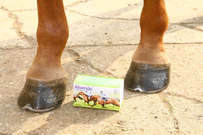 Aloeride is a pure organic and natural aloe vera supplement, which with its unique blend of nutrients could help improve your horses’ feet. By rebuilding hoof wall integrity, unwanted water ingress is halted whilst beneficial hydration that should stay in, stays in. Ideal for problem shoeing, as well as for barefoot horses. Aloeride is an easy to feed ‘taste-free’ supplement, which offers horse owners additional support. 