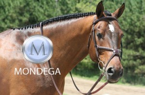 Equestrian Brands International Inc.™ launches in the United States offering a collection of exceptional equine and canine brands for sale through tack shops and qualified dealers.