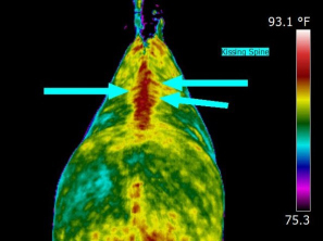 INFRARED IMAGING DISCOVERS SOURCE OF HORSE’S ONGOING BACK PAIN: