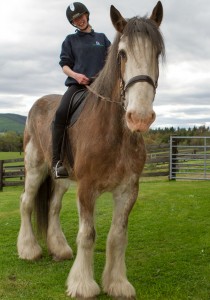 Horse Power event hailed a sensational success for horses in Scotland 
