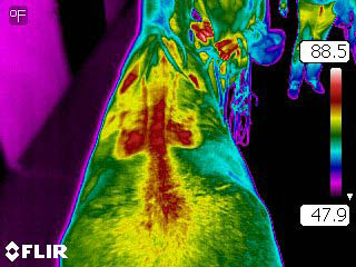 Thermal Imaging for Dressage Horses--Joanna Robson 1