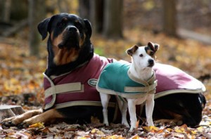 Equestrian Brands International™ offers Shedrow K9® Dog Coats