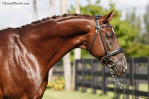 GOV Licenses Dream Street Stallion Desperado   Wellington, FL (November 8, 2013) - Looking for the modern lines of today's European sport horse?  Look no further than Dream Street Stallions of Wellington, Florida, which is proud to announce it will be offering 17.1-hand Austrian Warmblood stallion, Desperado (Dream of Glory x World Cup One) to American mare owners looking for the uphill conformation, elasticity and eagerness of disposition that serious breeders especially desire in tomorrow's amateur champions. 