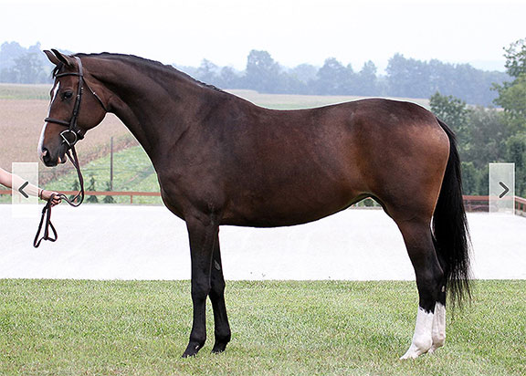 Flashpoint Bloodstock, LLC and Sporthorseauctions.com are pleased to announce that the May Internet Auction for Sport Horses and Ponies elite equestrian #eliteequestrian