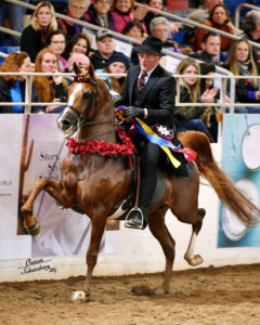 The American Cup Championship Arabian Horse Show #equestrian elite equestrian