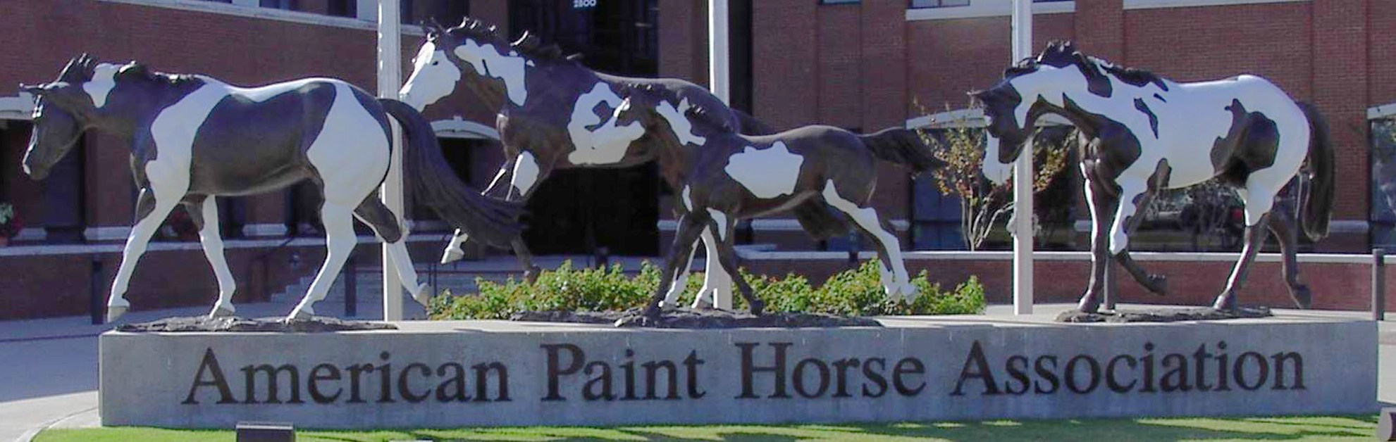 American Paint Horse Association turns fabulous 50 Elite Equestrian