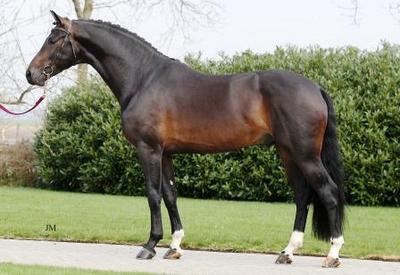 Exciting New KWPN Approved Stallions Join North American Roster for 2013 Breeding Season