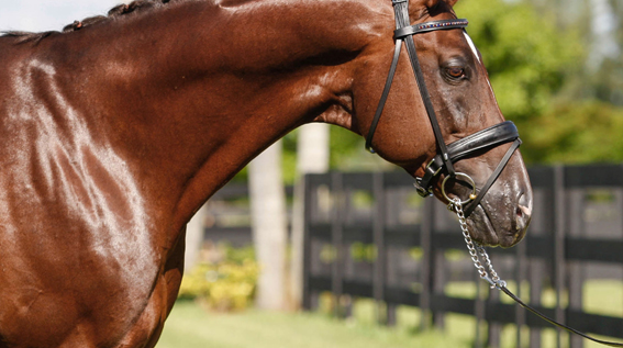 GOV Licenses Dream Street Stallion Desperado Wellington, FL (November 8, 2013) - Looking for the modern lines of today's European sport horse? Look no further than Dream Street Stallions of Wellington, Florida, which is proud to announce it will be offering 17.1-hand Austrian Warmblood stallion, Desperado (Dream of Glory x World Cup One) to American mare owners looking for the uphill conformation, elasticity and eagerness of disposition that serious breeders especially desire in tomorrow's amateur champions.