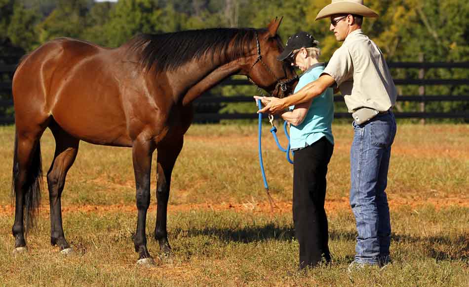 ACTHA’s New “Mentor” Division Announced As the idea of natural horsemanship training has become more mainstream in the equine community of the United States, the value of trail riding is increasingly prevalent in the training process of both horses and riders. In addition to trail miles, exposure to other horses and humans along with the negotiation of man made and natural obstacles are absolutely necessary for both horse and rider, regardless of discipline. In an effort to support those instructors, trainers, and clinicians, the American Competitive Trail Horse Association has created a new “Mentor” division.
