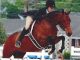 Flashpoint Bloodstock, LLC and Sporthorseauctions.com are pleased to announce that the May Internet Auction for Sport Horses and Ponies elite equestrian #eliteequestrian