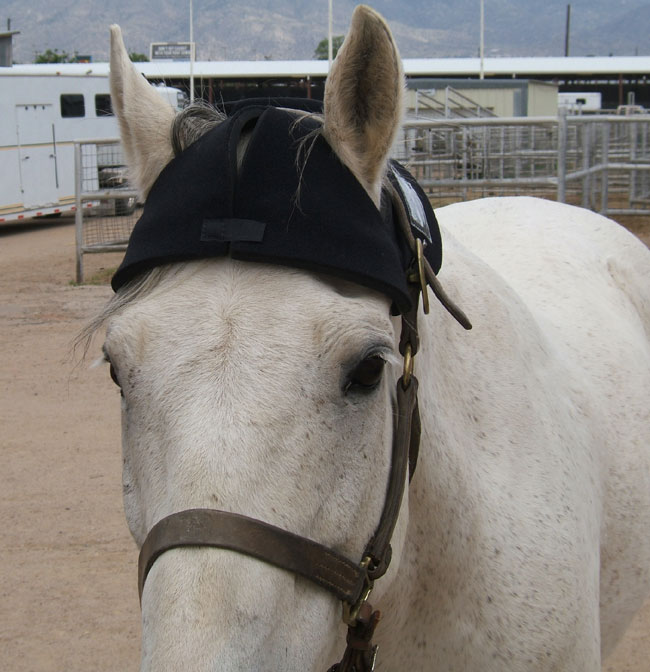 The Poll Cap™ is a hands-free device, self contained, “AA” battery powered, used for the treatment of the poll region. It is a very effective tool for calming hoses down. The device can be used for frontal sinuses, TMJ, first and second vertebra as well as primary acupuncture points in the area. #eliteequestrian elite equestrian magazine