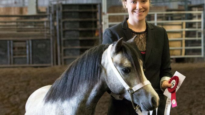 2017 Wild Rose Welsh & Open Pony Show Elite Equestrian magazine #eliteequestrian