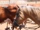 New Horse Movie Coming to USA in Summer 2018 Grey Pony Films elite equestrian magazine #eliteequestrian #equestrian #horses
