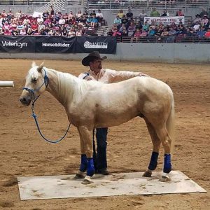 Jacksonville Equestrian Center Goes Down Under With Clinton Anderson Horsemanship Clinic elite equestrian magazine #eliteequestrian #horses