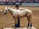 Jacksonville Equestrian Center Goes Down Under With Clinton Anderson Horsemanship Clinic elite equestrian magazine #eliteequestrian #horses
