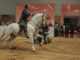 Elite Equestrian magazine. Celebrating the Equestrian Lifestyle #eliteequestrian #dubai www.eliteequestrianmagazine.com Dubai, United Arab Emirates Dubai International Horse Fair (DIHF)