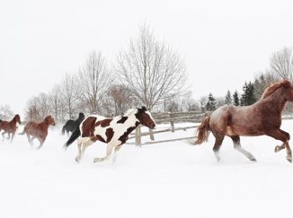 New Jersey Equine Artists’ Association Show opens June 9, 2019 elite equestrian magazine #eliteequestrian #equine #horses #njequineartists