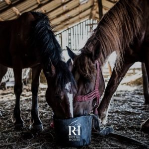 Royal Horse, a premium Feed for horse and camels, has announced a new partnership with EUROVETS, #eliteequestrian #feed