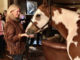 Red Horse Rescue Cultivates Support Thanks to a Hothouse Flower L.A. Sokolowski, equinista #equinista #eliteequestrian