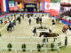 Oldenburg Licensing #auction #equinista #eliteequestrian #breeding