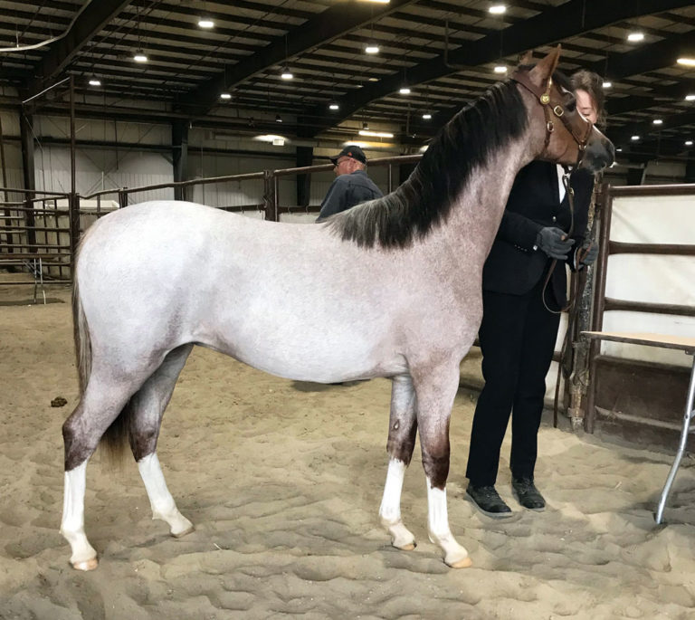 2019 Wild Rose Welsh & Open Pony Show Show Report Elite Equestrian