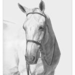 Gretchen Almy Designs Fine Art Equine & Canine Portraits Studio by Appointment - Plymouth, MA website: www.galmydesigns.com email: galmydesigns@gmail.com elite equestrian magazine #eliteequestrian
