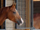 Are Flies Bugging Your Barn #valleyvet #eliteequestrian elite equestrian magazine