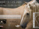 EQUUS Film & Arts Fest Virtual Event #eliteequestrian elite equestrian magazine