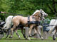 ROYAL WINDSOR HORSE SHOW #eliteequestrian