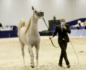Dubai International Horse Fair 2021 #dubai #UAE #eliteequestrian #equinista