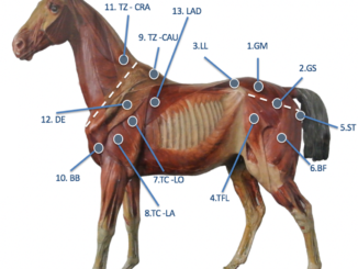 CURO-Diagnostics Revealing the Unseen #curo #eliteequestrian