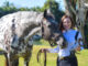 2021 BreyerFest Celebration Horse, Dani the Wonder Horse, Stays Picture Perfect with Zarasyl Equine Barrier Cream #eliteequestrian