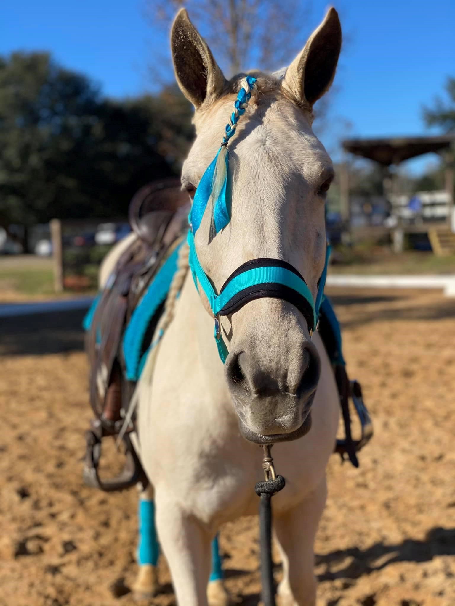 StressLess Equine supplement encourages calm and focus Elite